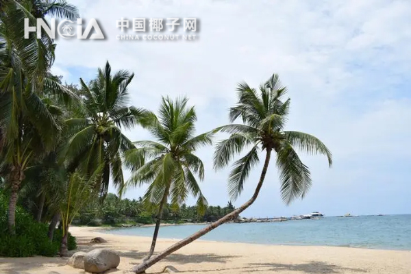 海南省椰子产业协会